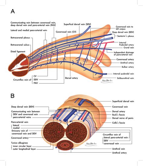 dick pictures|Category : Anatomy of the human penis